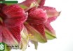 hippeastrum Tosca (3)